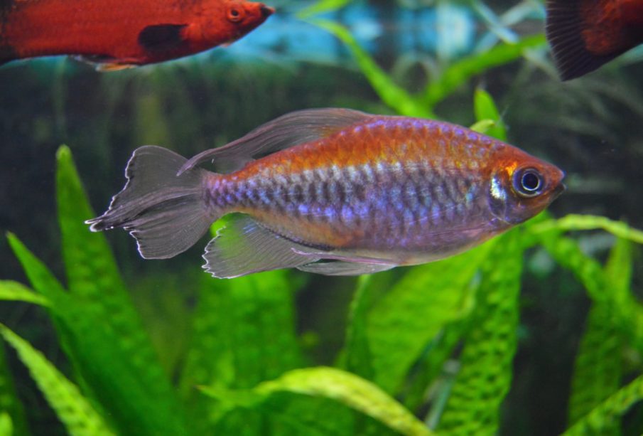 Congo Tetra